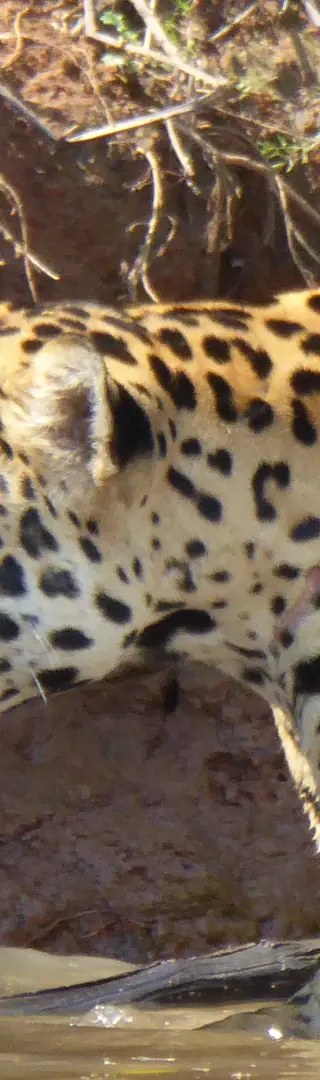 Le Pantanal, paradis des animaux